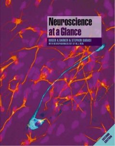 Neuroscience at a Glance