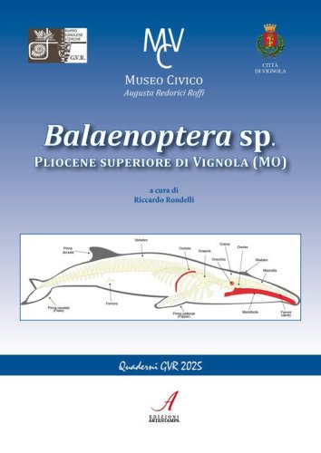 Balaenoptera sp. Pliocene superiore di Vignola (MO)