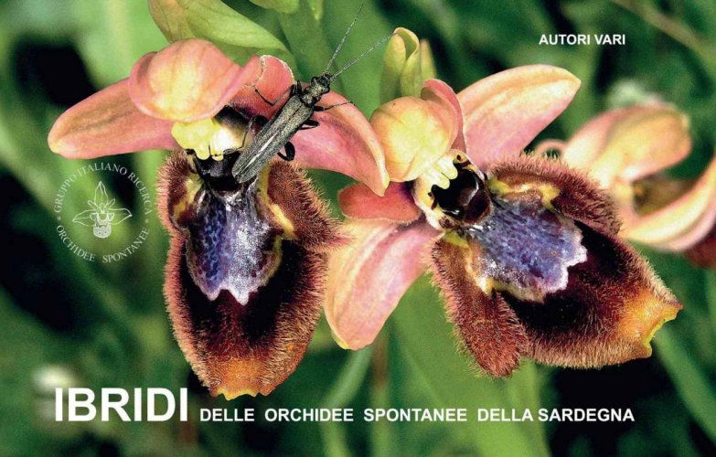 Ibridi delle orchidee spontanee della Sardegna