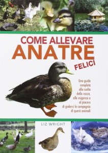 Come allevare anatre felici 