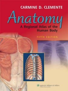 Anatomy
