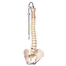 Colonna vertebrale flessibile classica 3B Scientific®
