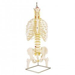 Colonna vertebrale flessibile classica, con cassa toracica, 3B Scientific®