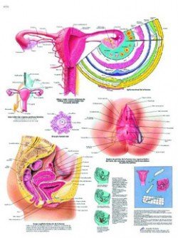 Novità Poster Anatomici  Libreria Cortina dal 1946