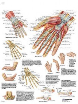 Mano e articolazione del carpo