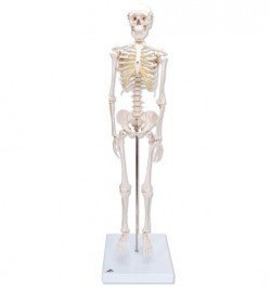 Mini scheletro Shorty 3B Scientific®, su base
