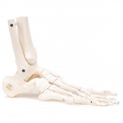 Scheletro del piede 3B Scientific® con parte della tibia e del perone, montaggio elastico