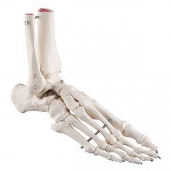 Scheletro del piede con parte della tibia e del perone, su filo metallico