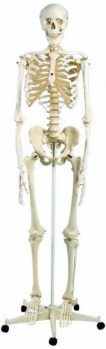 Scheletro Stan 3B Scientific®, su cavalletto in metallo con 5 rotelle