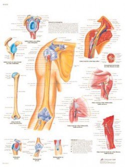 Poster anatomia umana per studi medici e posturali - Arredamento e