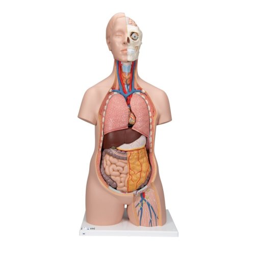 Torso classic 3B Scientific®, senza sesso, in 12 parti