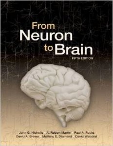 From Neuron to Brain